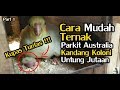 Ternak Parkit Australia Sistem kandang Koloni.