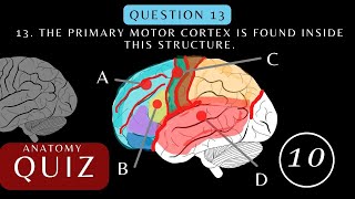 Neuroanatomy Quiz. Anatomy and Physiology of the Cerebrum | Brainquiz #brainanatomy #anatomyquiz screenshot 4