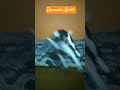 Devender Bisht #viral #petsempire #dancecraze #funny #dancecraze #petsrule #dancetrend #pets #vira