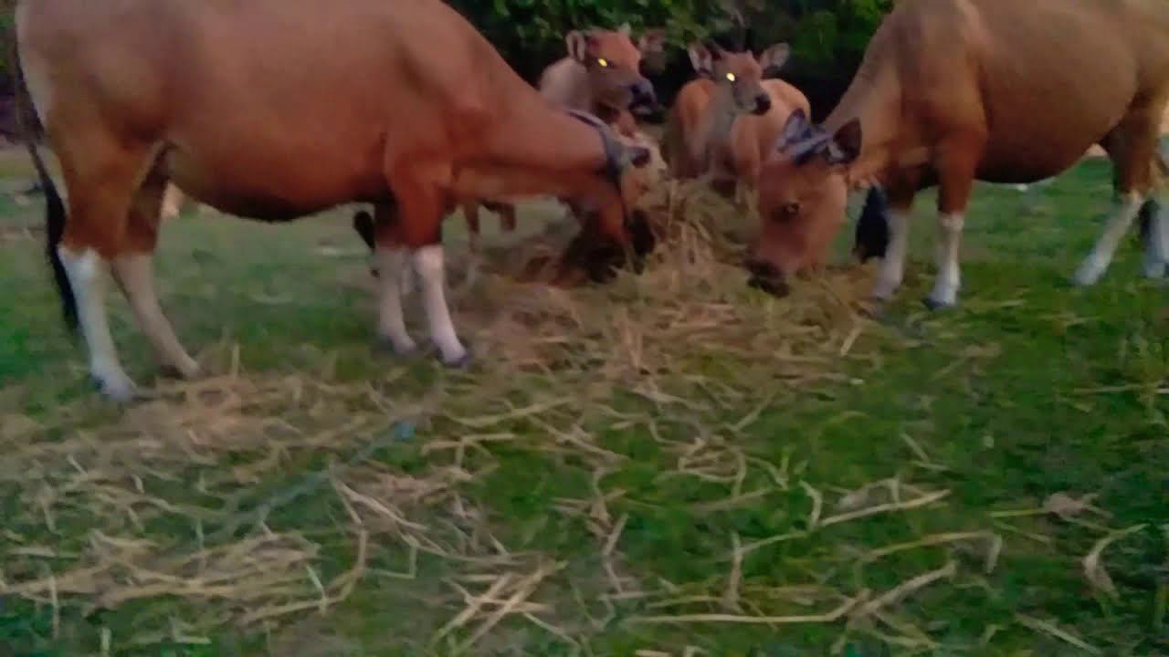 Sapi Bali lahap makan Jerami padi - YouTube