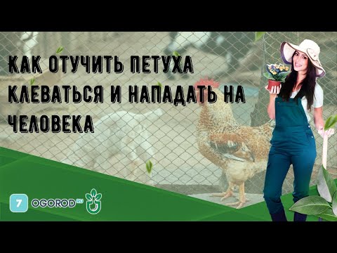 Как отучить петуха клеваться и нападать на человека