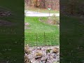 These Deer was Acting Strange #deer