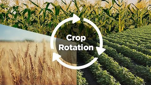 Mastering Crop Rotation - Techniques for Sustainable Farming (16 Minutes)