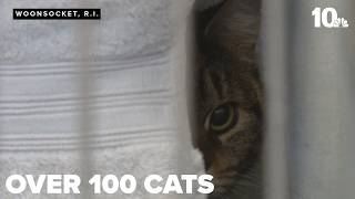 Approximately 100 cats rescued from Woonsocket home screenshot 2