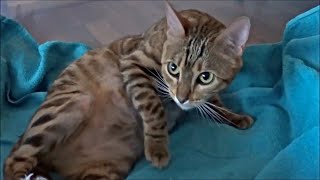 Bengal Cat Is Ready To Give Birth – Labor starts