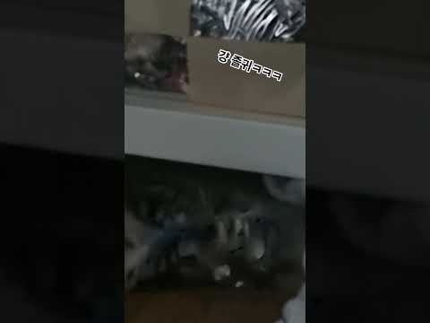 혼자 잘 노는 3살 고양이ㅋㅋㅋ ##냥스타그램 #힐링
