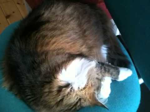 katt som snarkar katt som snarkar