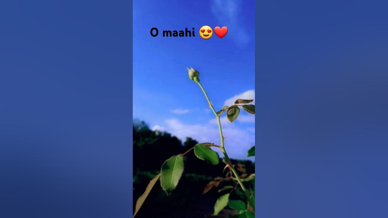 😍o maahi❤#bud😍 😍o maahi❤#bud😍