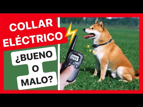 Video: Comportamiento Impactante: El Problema Con Los Collares Electrónicos, Las Vallas Invisibles Y Los Perros 'zapados