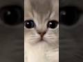 10 cats in 10 seconds⏱️😻pt.4 #funny #cat #cute