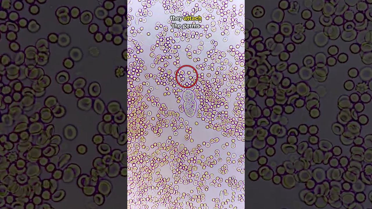 White Blood Cell Fights GIANT GERM 