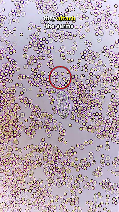 White Blood Cell Fights GIANT GERM!
