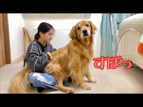 Cookie, a large dog who obviously sticks out of his body
