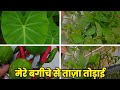 Fresh Harvesting in My Garden 🌿 Mirchi, Arabi Patra, Nimbu &amp; Pudina Leaves