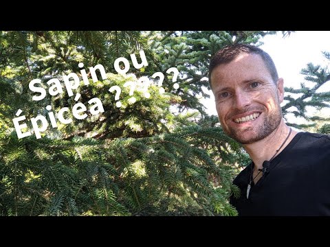 Vidéo: Quel type d'arbre est l'épicéa?