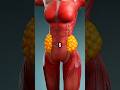 5 Best Food To Reduce Bellyfat 🔥💪 #fitness #gym #fatloss #tips #shorts