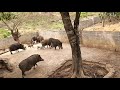 Mô hình chăn nuôi lợn rừng.tiết kiệm chi phí xây chuồng