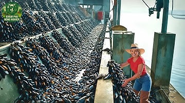 Trang Trại Vẹm Ở New Zealand – Cách Họ Nuôi & Thu Hoạch Hàng Tỷ Con Bằng Kỹ Thuật Siêu Hiện Đại!