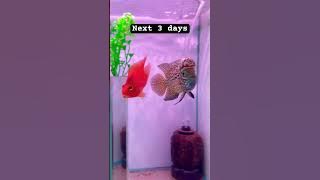 Groom your fish #fishhobby #flowerhorn #kamfa #ikanlouhan #kamfathailand #fishlover #viral #kamfaf2