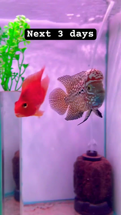Groom your fish #fishhobby #flowerhorn #kamfa #ikanlouhan #kamfathailand #fishlover #viral #kamfaf2