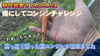 田んぼで人参育てたら98％○○○だった・・・