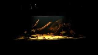 South America cichlids tank