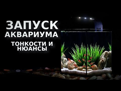 Видео: Аквариум 