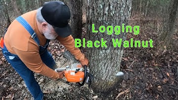 Houthakken van zwarte walnoot | Reinigen van hekwerk | SANY graafmachine SY26U | Kioti CK2610