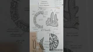 اسهل طريقة لشرح الاسفنجيات (الطراز الاسكوني والسيكوني والليوكوني ) Phylum Porifera Notes