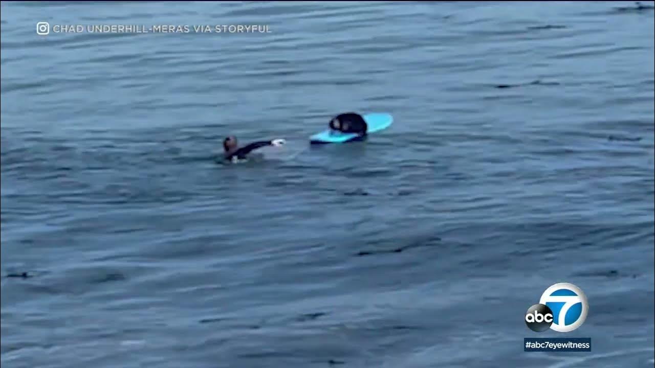 Otter steals surfboard from surfer in Santa Cruz ABC7 YouTube