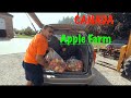 Apple Farm, Canada яблочная ферма в Канаде (субтитры, subtitles)