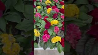 Different types of Celosia for your garden - Celebrate the Year of the Celosia