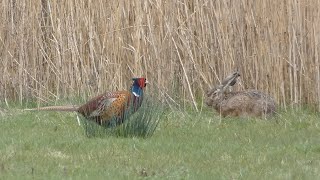 Fazant en Haas  (Pheasant and hare)