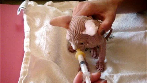 Video 10738541: sphynx kitten born, little sphynx kitten, sphynx cattery, sphynx cat