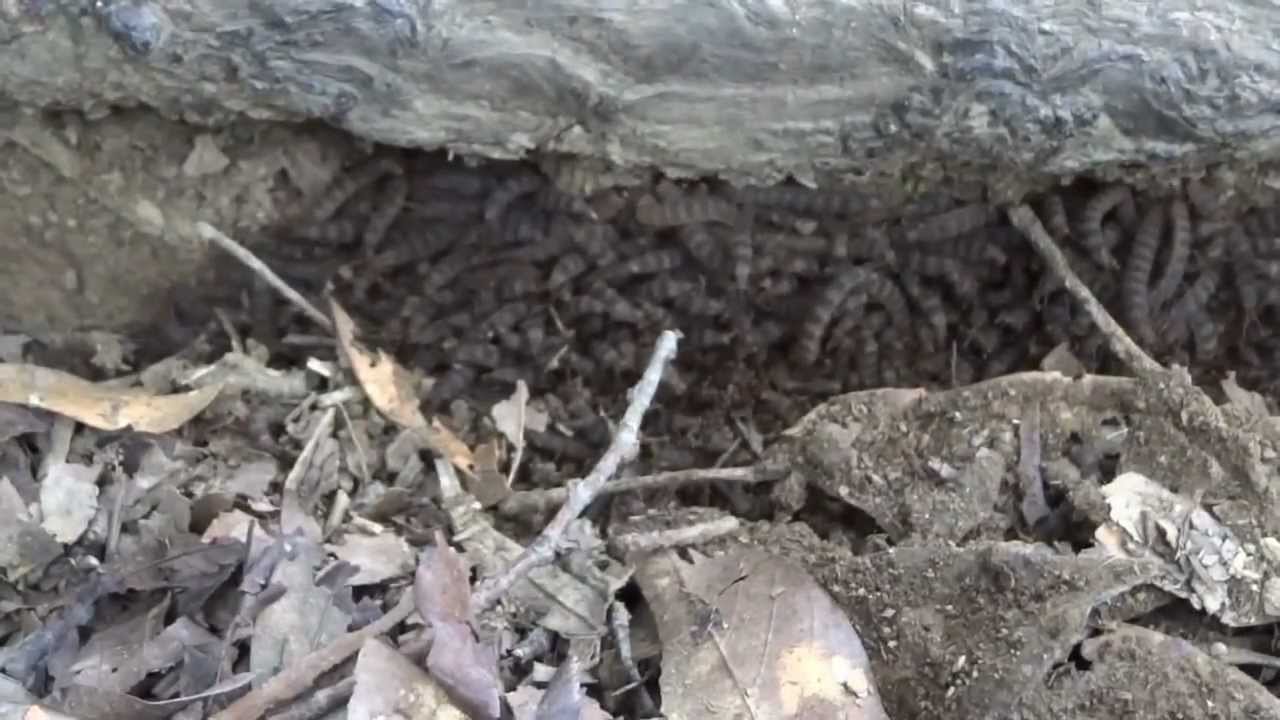 山で見つけた気持ち悪い虫 ケバエの幼虫 1 Cloud Of Caterpillar 1 Youtube 山で見つけた気持ち悪い虫 ケバエの幼虫 1 Cloud Of Caterpillar 1 Youtube