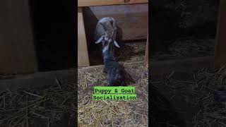 Guard Dog Puppy Socializing With Goat #puppy #puppies #dog