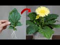 Tips For Planting Gerbera Leaves 100 Success