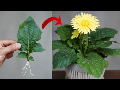 Video: Har du deadhead gerbera tusenfryd?