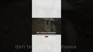 Lampor || keranda terbang #short #misteri #viral #sakkilasinfo