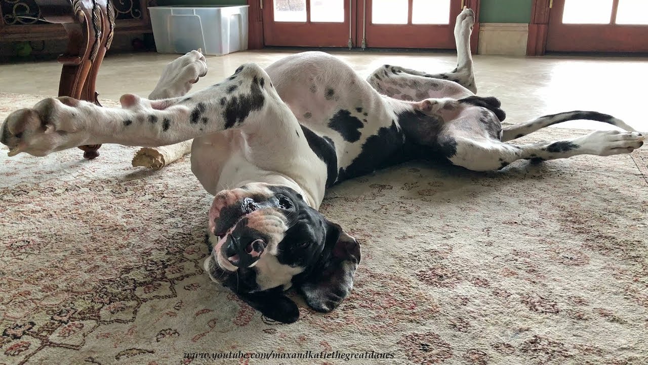 Laid Back Great Dane Loves To Sleep On His Back YouTube Laid Back Great Dane Loves To Sleep On His Back YouTube