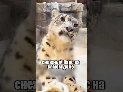 Никто не ожидал такого от снежного барса 🥹😏 #милыеживотные #милота