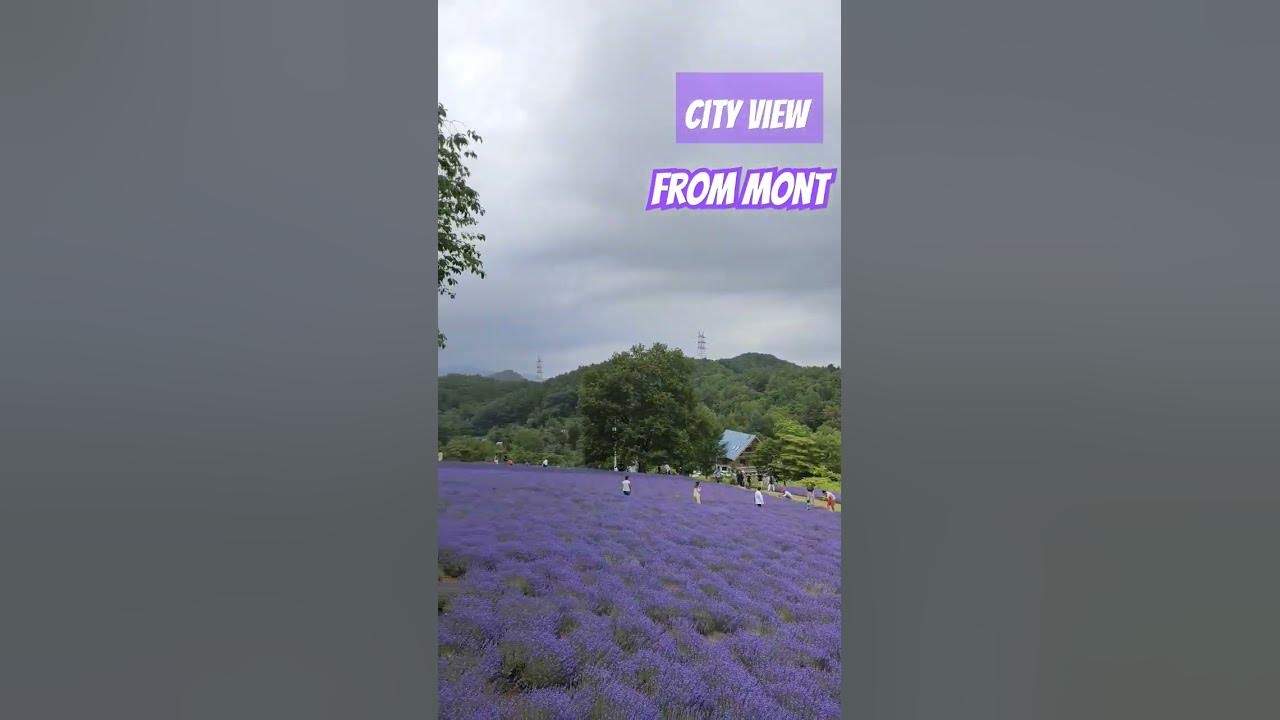 Lavender garden, Horomitoge #japan