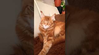 Авторитет #catlover #shortvideo #кот