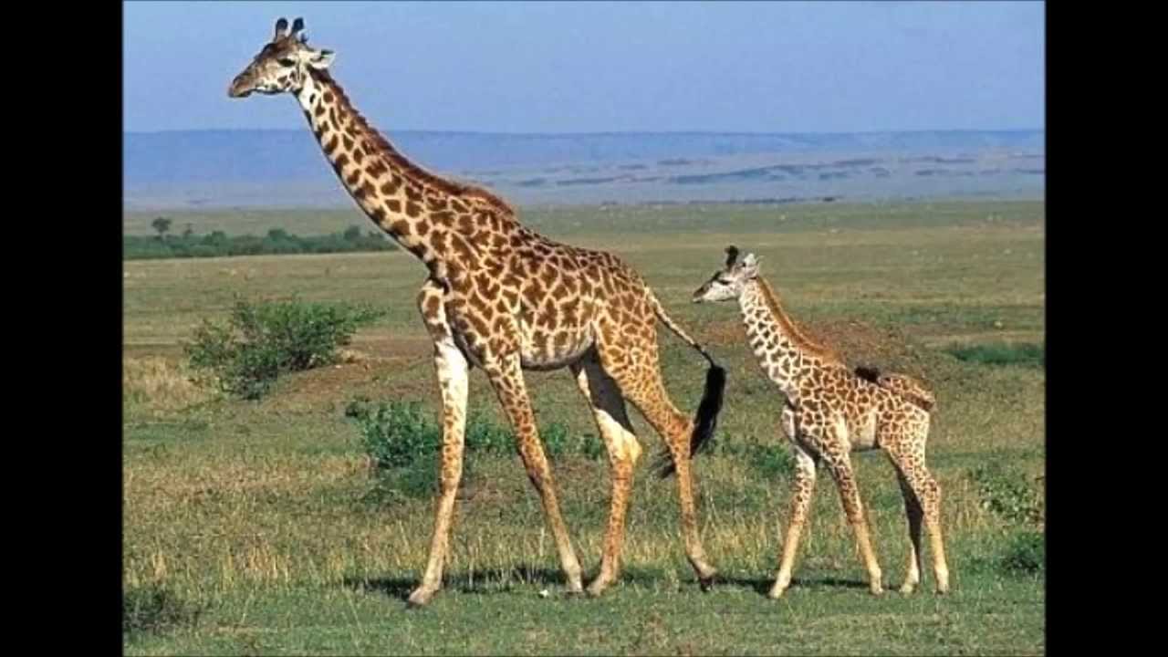 Giraffe - the Tallest Animal in the world. - YouTube