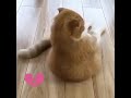 هي قبل