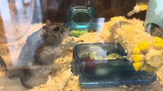 Hamster playing with toilet paper roll