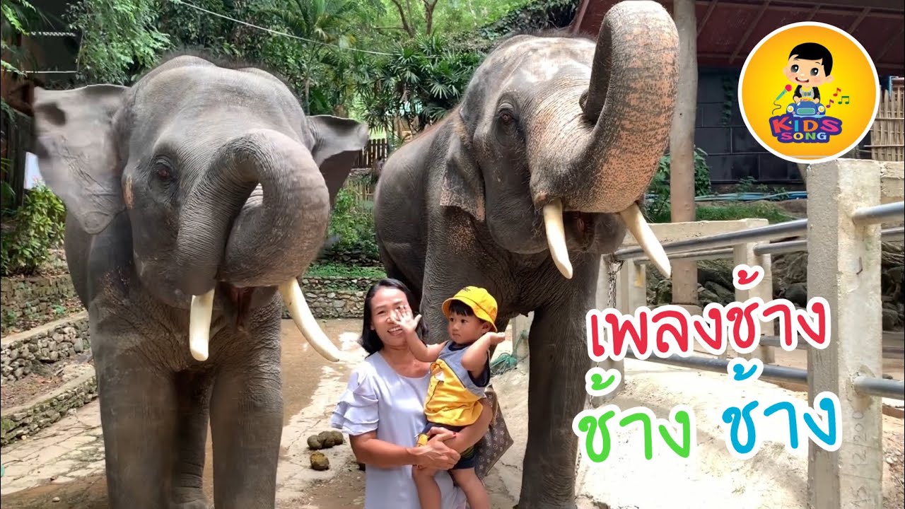 เพลง ช้าง ช้าง ช้าง | MV ช้างจริงปางช้างแม่สา | BABY POOM Kids Song