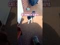 PLAYING WITH YOUR CAT TO SEE HER REACTION EPISODE 337 #youtubeseries #1trendingvideo #viral #comedy