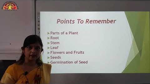 Class- 3 | Parts Of A Plant | Ch- 7 Revision | Science | Shiv Jyoti Convent Sr. Sec. School
