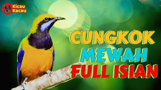 CUCAK CUNGKOK MEWAH FULL ISIAN|| MASTERAN WAJIB BURUNG JUARA